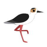 Black Necked Stilt