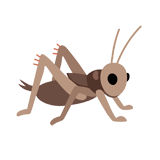 Cricket