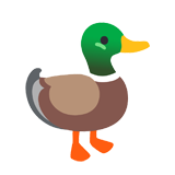 Duck