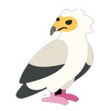 Egyptian Vulture