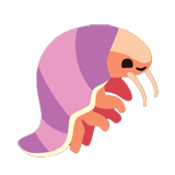 Giant Isopod