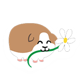 Guinea Pig