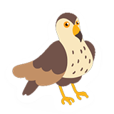 Hawk