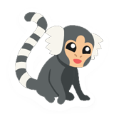 Marmoset