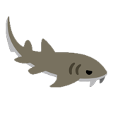 Nurse Shark