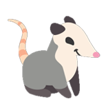 Opossum