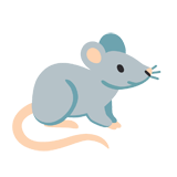 Rat