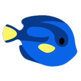 Surgeon Fish